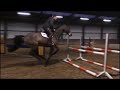 7yo gelding schooling at home