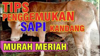 Cara Penggemukan Sapi Kandang 3 Bulan Gemuk