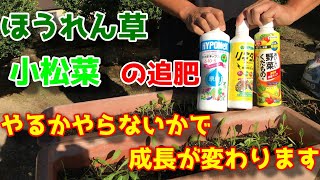 【ほうれん草】　プランターで育てる　追肥のタイミングと活力液　【家庭菜園】