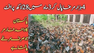 4000 Golden Misri Murga Farming In Pakistan||Biggest Free Range Chicken Farming In Pakistan||Asim