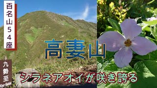 【高妻山】日本百名山の高妻山を周回コースで巡る【シラネアオイが咲くアップダウンのある道を行く】