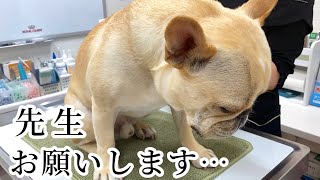 愛犬を動物病院に連れていくことになりました・・・。#フレンチブルドッグ #暮らし #犬