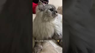 【猫品種ラガマフィン】ワインの影が気になる猫