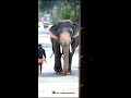 kizhoot sreekandan🔥❤️ keralaelephant anapremi