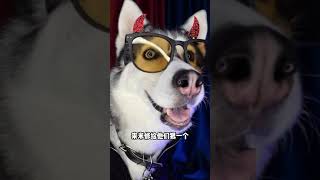 【正紧市民】家里没有铃铛凑合一下#哈士奇 #二哈 #西伯利亚雪橇犬 #Shorts