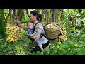 Harvesting Bananas to sell at the market and make Banana cakes for disadvantaged young people