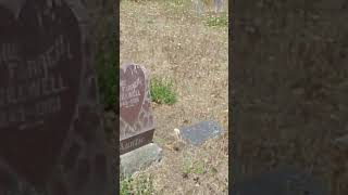 1980 S Bloomfield Cemetery