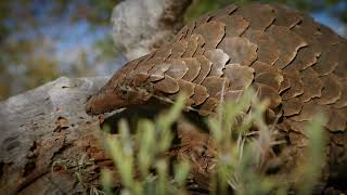 Ironman 4x4 Conservation Hero: Kudu Meyer - The African Pangolin (Trailer)