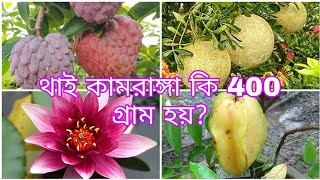 এরকম ভালো ফলসহ মাতৃগাছ আগে দেখিনি |বৈদ্য নার্সারি | Bidya Nursery