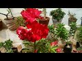 அடினியம் செடியில் பெரியதாக பூக்கள் பூக்க என்ன செய்யலாம் tips for huge flowers in adenium plant