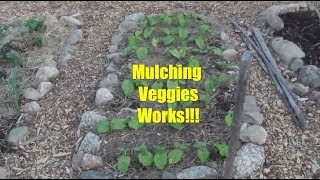 Why I Mulch