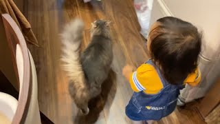 飼い主の後ろをついて来る猫　ノルウェージャンフォレストキャットThe cat that follows. Norwegian Forest Cat.