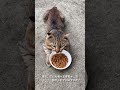 食べ方が変な猫どうしてこうなった？ 種子島ねこたね2