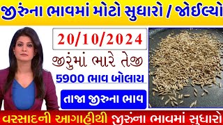 🔴 જીરા ના ભાવ || live jeera trading price today in jasdan APMC, jeera Na bhav,September 20, 2024