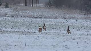 Stirna | Capreolus capreolus | Roe deer