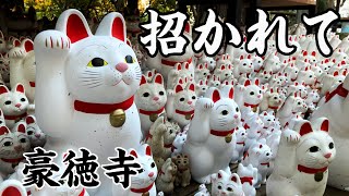 【豪徳寺→武蔵小杉】招き猫発祥の地でたくさんの招き猫に招かれる　～東京都世田谷区～　Tokyo City Walk Gotokuji