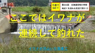 千歳でGO!! 第211回　北海道空知川市街地近くを流れる川で釣りました ②。ニジマス、イワナ、ウグイが釣れました。