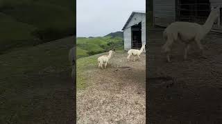 OMG 😱 what a beautiful llama ❤️#subscribe #cute #video #shorts #llamas ❤️🫶