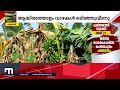 ശക്തമായ കാറ്റിലും മഴയിലും വയനാട് നെന്മേനി പഞ്ചായത്തിൽ വ്യാപക കൃഷിനാശം wayanad rain