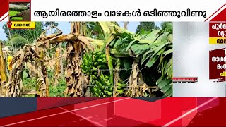 ശക്തമായ കാറ്റിലും മഴയിലും വയനാട് നെന്മേനി പഞ്ചായത്തിൽ വ്യാപക കൃഷിനാശം | Wayanad | Rain