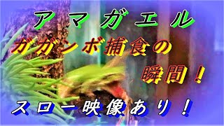 アマガエル飼育～高さ180㎝の巨大ケージで飼育する～