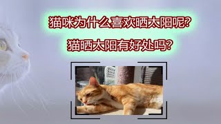 猫咪为什么喜欢晒太阳呢？猫晒太阳有好处吗？