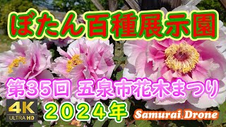 ぼたん百種展示園　令和６年度 第３５回五泉市花木まつり　新潟県五泉市東公園　【４Ｋ映像】　30fps　２０２４年０５月０５日