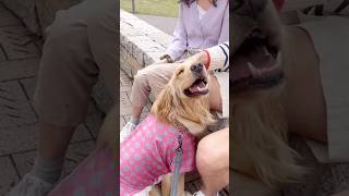 【甘えん坊犬】至福の笑み… #shorts