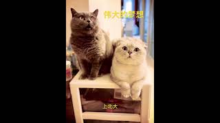 伟大的梦想#cat #animals