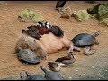 Why Do Animals Like Capybaras So Much?