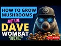 How To Grow Mushrooms Just Like Dave Wombat  🍄 ✨ The MycoGeeky Podcast