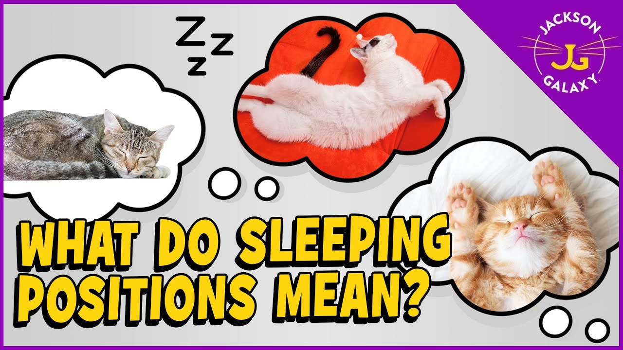 What Sleeping Positions Say About Your Cat - YouTube