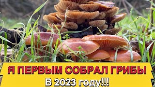 Я ПЕРВЫМ СОБРАЛ ГРИБЫ В 2023 ГОДУ СРЕДИ ВСЕХ ГРИБНИКОВ!!!