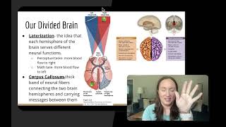 Mod 1.4C AP Psych The Brain Divided