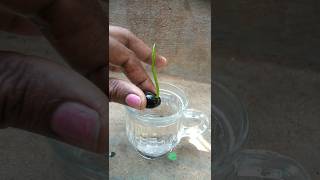 விதையிலிருந்து தாமரை செடி வளர்ப்பது எப்படி ?. How to grow Lotus from seed.#shorts