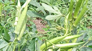 quiabo Santa Cruz o melhor para plantar colheita rapida e muito lucrativo rodas as dicas aqui