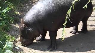 Hrošík liberijský - ZOO Plzeň - krmení