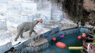 【天王寺動物園】ホウちゃんのジャンプ