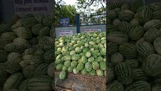 1000 தர்பூசணி| Fresh Watermelon - Javid Tamizha #shorts #youtubeshorts