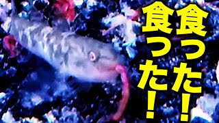 【たまたま釣れた稚魚】この稚魚はヨシノボリ？カマツカ？それとも？