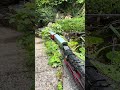 #gardenrailway #gartenbahn #lgb #railway #spurg #modellbahn #modeltrains #Piko #shorts #trainvideos