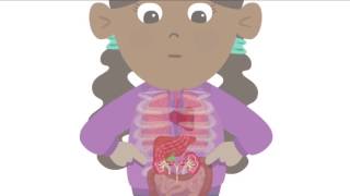 BBC Learning - Major Organs of the Human Body