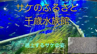 サケのふるさと 千歳水族館