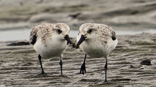 9月下旬 干潟で野鳥観察（千葉） ミユビシギの可愛い仕草