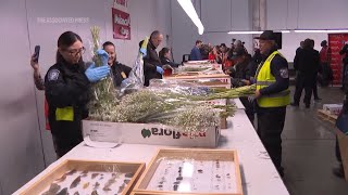 Nearly a billion flowers inspected in Miami are on the way to becoming a Valentine’s Day surprise