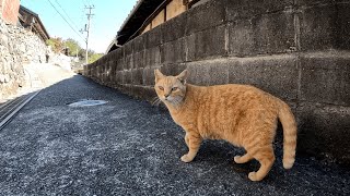 男木島　春に再会の約束を交わして別れた鳴き声がとっても可愛い茶トラ猫に無事会えました