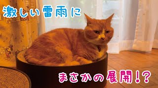 雷が怖い猫とそうでもない猫