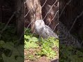 【 旭山動物園 】白色の羽毛に覆われた大型の「シロフクロウ」北極圏のツンドラ地帯に分布 shorts short ショート gw 北海道 旭川 晴天 シロフクロウ 笑顔