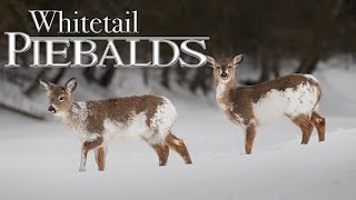 Whitetail Deer Piebalds - Amazing Wildlife Encounter