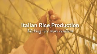 Italian Rice Production: Making Rice More Resilient